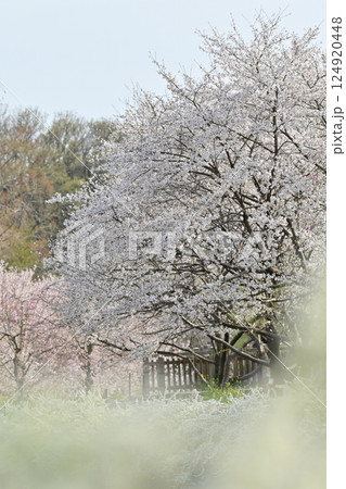 春の風景 湖に咲く満開の桜並木と菜の花・ユキヤナギ 春の風景 湖に咲く満開の桜並木と菜の花・ユキヤナギ 124920448