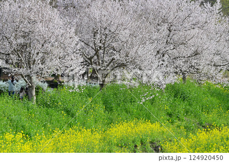 春の風景　湖に咲く満開の桜並木と菜の花・ユキヤナギ 124920450