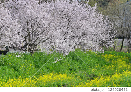 春の風景　湖に咲く満開の桜並木と菜の花・ユキヤナギ 124920451