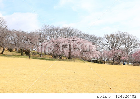 つがの里のしだれ桜／栃木県栃木市 124920482