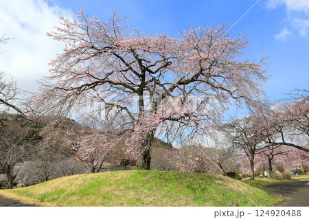 つがの里のしだれ桜／栃木県栃木市 124920488