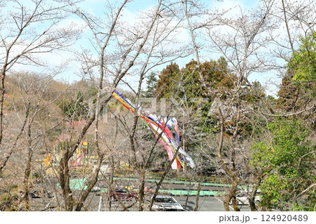 つがの里の桜と鯉のぼり／栃木県栃木市 124920489