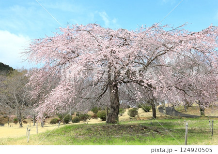 つがの里のしだれ桜／栃木県栃木市 124920505