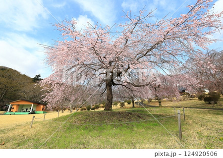 つがの里のしだれ桜／栃木県栃木市 124920506