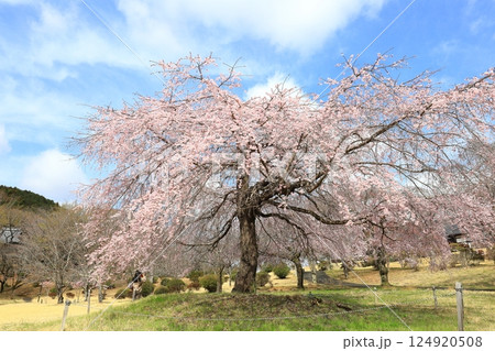 つがの里のしだれ桜／栃木県栃木市 124920508