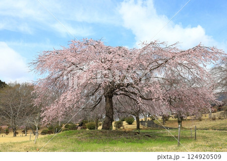 つがの里のしだれ桜／栃木県栃木市 124920509