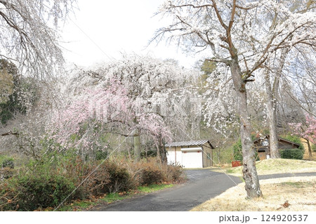 つがの里の桜／栃木県栃木市 124920537