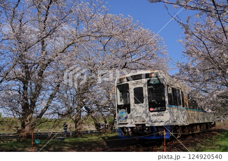 浦ノ崎駅（松浦鉄道）のディーゼルカーと桜 124920540