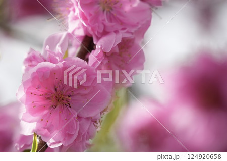 ピンクのかわいい桃の花 春の風景 ピンクのかわいい桃の花 春の風景 124920658