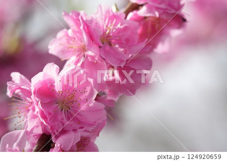 ピンクのかわいい桃の花 春の風景 ピンクのかわいい桃の花 春の風景 124920659