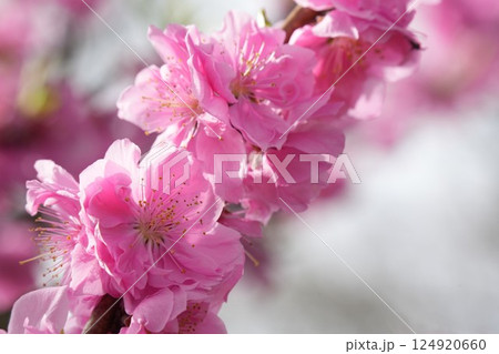 ピンクのかわいい桃の花　春の風景 124920660
