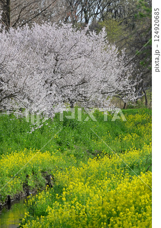 川沿いに咲く満開の桜並木と菜の花 124920685