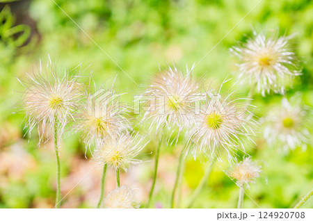 オキナグサ オキナグサ 124920708