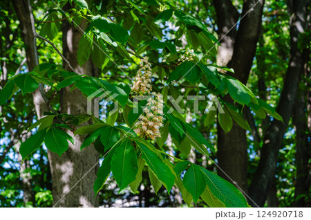 新緑の頃の西洋トチノキの花 124920718