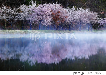 水面に映る桜 124920770