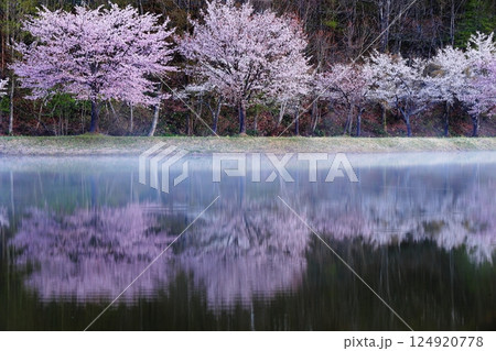 水面に映る桜 124920778