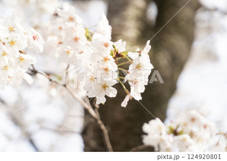 光に透ける満開の桜の花② 124920801