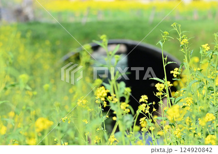 川沿いに咲く満開の菜の花 川沿いに咲く満開の菜の花 124920842