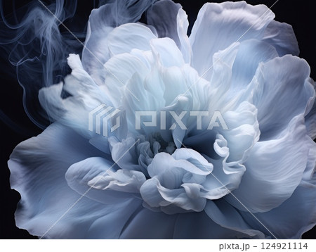Gentle blue background with peony petals. Beautiful flower close up. 124921114
