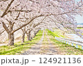 桜道、ひかりの先へ 124921136