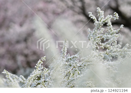 モフモフのユキヤナギと満開の桜並木 モフモフのユキヤナギと満開の桜並木 124921194