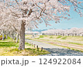 桜日和、歩く時間 124922084