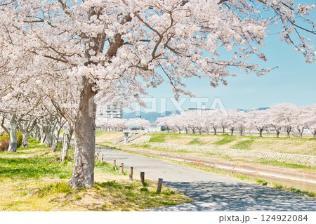 桜日和、歩く時間 124922084
