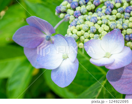 青いガクアジサイのクローズアップ写真 124922095