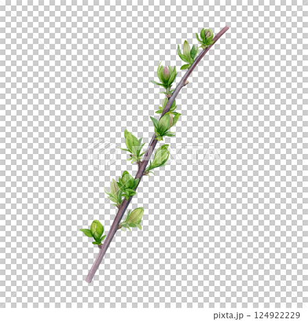 Watercolor of first spring leaves on a branch isolated on a white background. Good for postcards, invitations, greeting cards, wallpaper Watercolor of first spring leaves on a branch isolated on a white background. Good for postcards, invitations, greeting cards, wallpaper 124922229