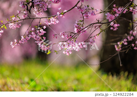 【長野県】美しい村 春の小川村（立屋の桜） 124922284