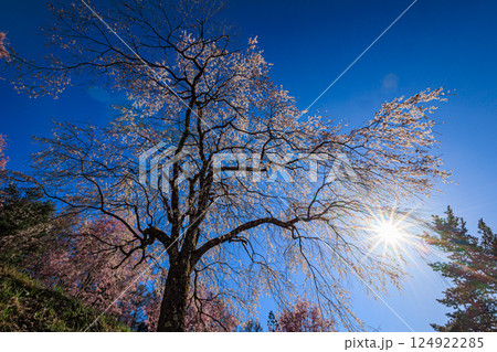 【長野県】美しい村 春の小川村（立屋の桜） 124922285
