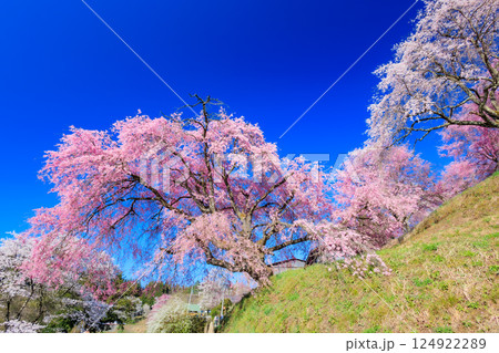 【長野県】美しい村 春の小川村（立屋 番所の桜） 124922289