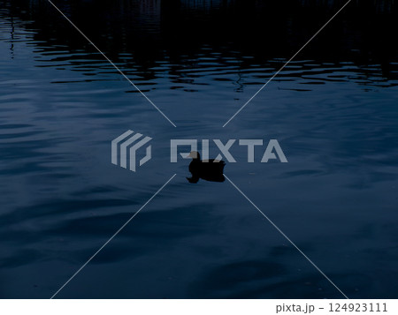 水辺の鳥 124923111