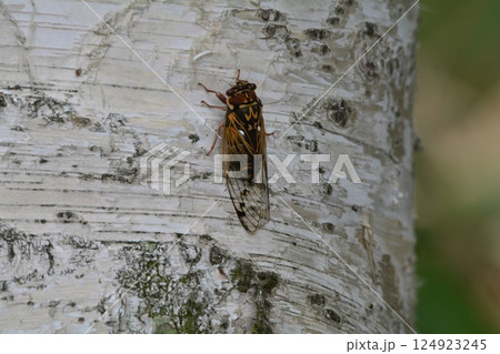 コエゾゼミ コエゾゼミ 124923245