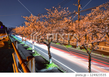 夜桜を走る車 124923535
