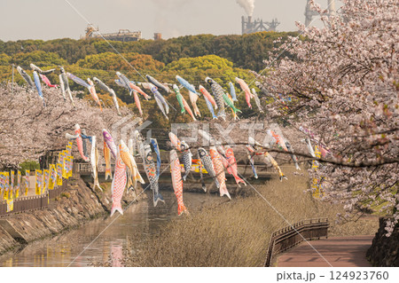 川に泳ぐ鯉のぼり 124923760