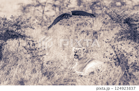Nairobi National Park is a national park in Kenya that was established in 1946 about 7 km south of Nairobi. It is fenced on three sides, whereas the open southern boundary allows migrating wildlife to 124923837