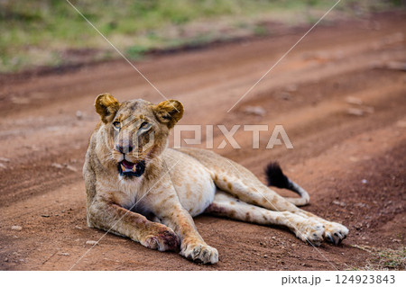 Nairobi National Park is a national park in Kenya that was established in 1946 about 7 km south of Nairobi. It is fenced on three sides, whereas the open southern boundary allows migrating wildlife to 124923843