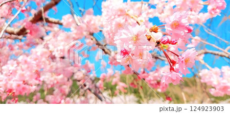 桜の写真 124923903