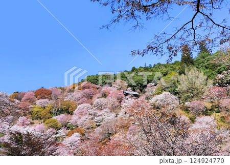 世界遺産　吉野大峯の満開の桜 124924770