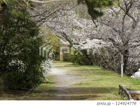 桜のトンネルが続く道2 124924776