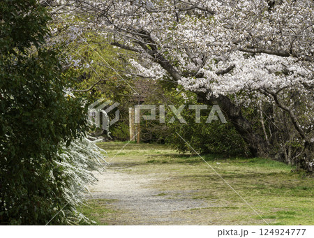 桜のトンネルが続く道 桜のトンネルが続く道 124924777