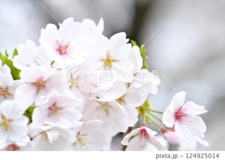 桜咲く 124925014