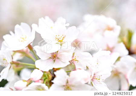 桜咲く 桜咲く 124925017