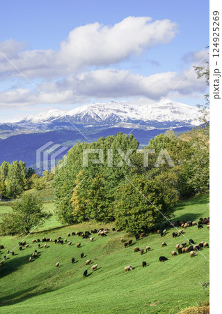 Image of a flock of sheep grazing on green meadows in the company of shepherds and shepherd dogs. Image of a flock of sheep grazing on green meadows in the company of shepherds and shepherd dogs. 124925269