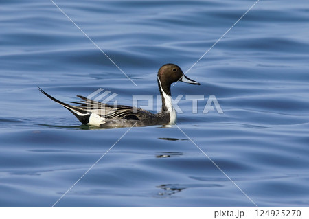 Wildlife - Birds. The Northern Pintail (Anas acuta) lives in wetlands such as sheltered deltas, salt marshes, shallow waters and coastal lagoons. It feeds on aquatic vegetation. Wildlife - Birds. The Northern Pintail (Anas acuta) lives in wetlands such as sheltered deltas, salt marshes, shallow waters and coastal lagoons. It feeds on aquatic vegetation. 124925270