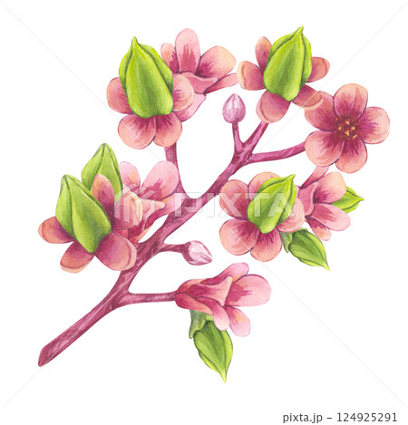 Blooming carambola tree branch. Pink flowers Starfruit Bilimbi. Watercolor botanical exotic star apple petals. Hand drawn illustration isolated on white background. For menu, recipes, logo 124925291