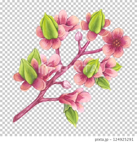 Blooming carambola tree branch. Pink flowers Starfruit Bilimbi. Watercolor botanical exotic star apple petals. Hand drawn illustration isolated on white background. For menu, recipes, logo 124925291
