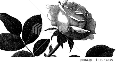 Detailed engraved rose illustration with bold black lines for botanical art and design Detailed engraved rose illustration with bold black lines for botanical art and design 124925839