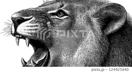 Engraved art of a roaring lion in black and white for wall decor or print design Engraved art of a roaring lion in black and white for wall decor or print design 124925840